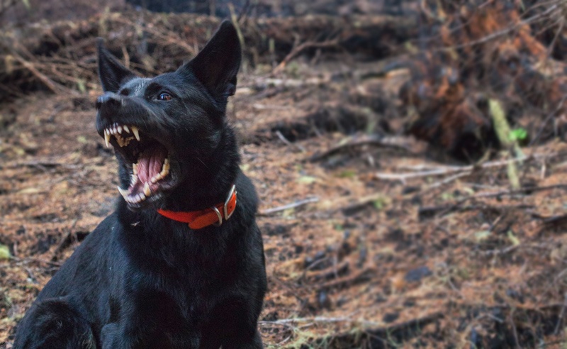 Oregon Dog Bite Laws